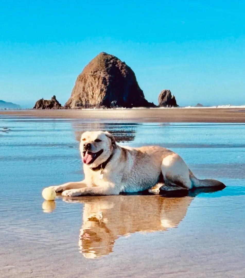 Dog lounging on reflective beach with ball