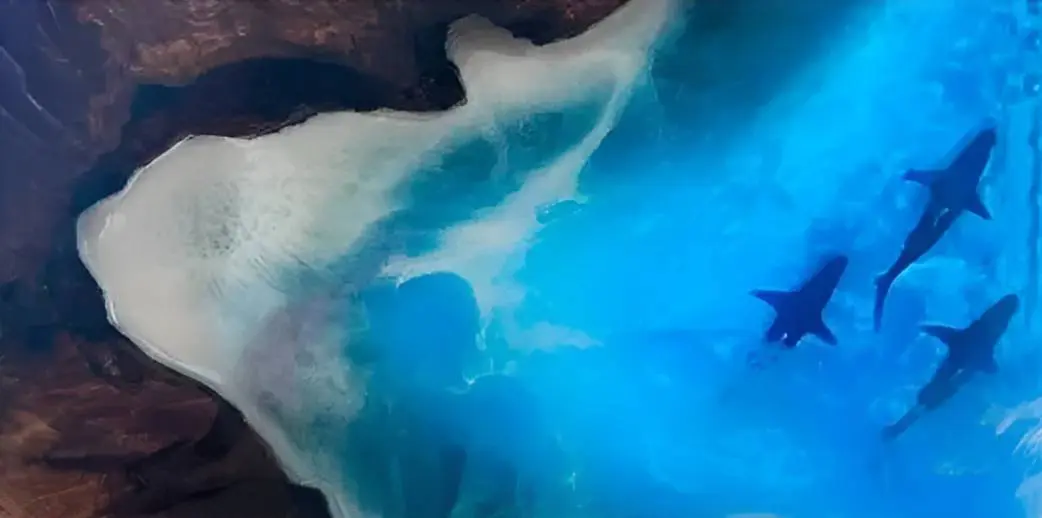 Aerial view of three sharks near shore